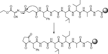 Undesired succinimide formation while hydroxamidation on solid support.